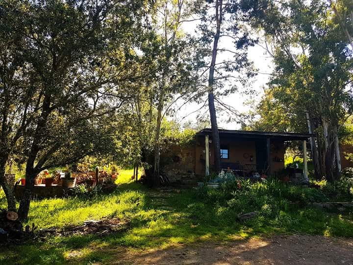 Cabaña rústica rodeada de árboles